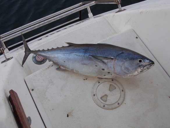 Tuna we caught on the way back to Fort Lauderdale gave a  good fight!