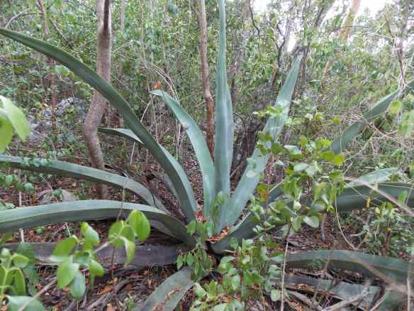 Succulent plant along the trail. Does anyone know its official name?