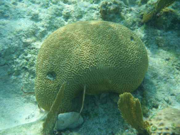 Brain Coral