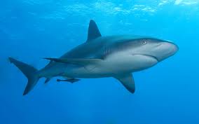 Pointed nose shark