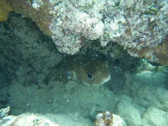This is a Porcupine fish we saw snorkeling.