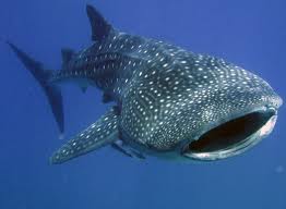 Whale shark