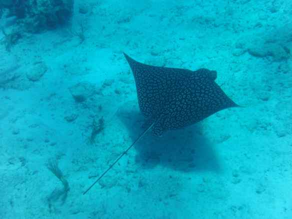 Spotted eagle ray at Sandy Cay.