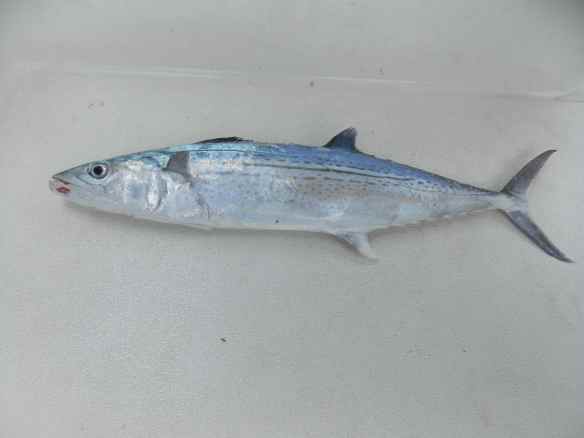cero mackerel