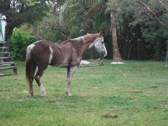 I have not seen a horse in 7 months until I saw this one on Green Turtle Cay.  He is obviously quite old and roams the island freely.  No one that I have talked to yet knows the story of the horse.