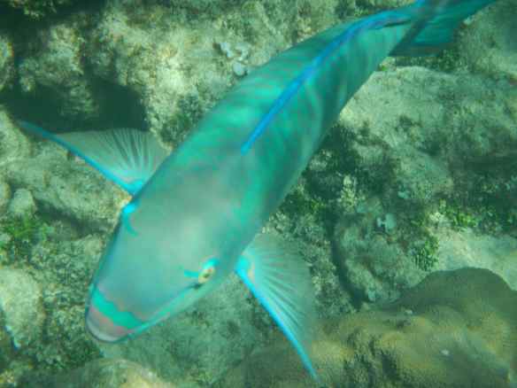 I never tire of watching the fish.