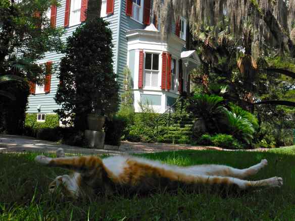 One of the neighborhood cats we came across on our walks.  He obviously enjoys living here.