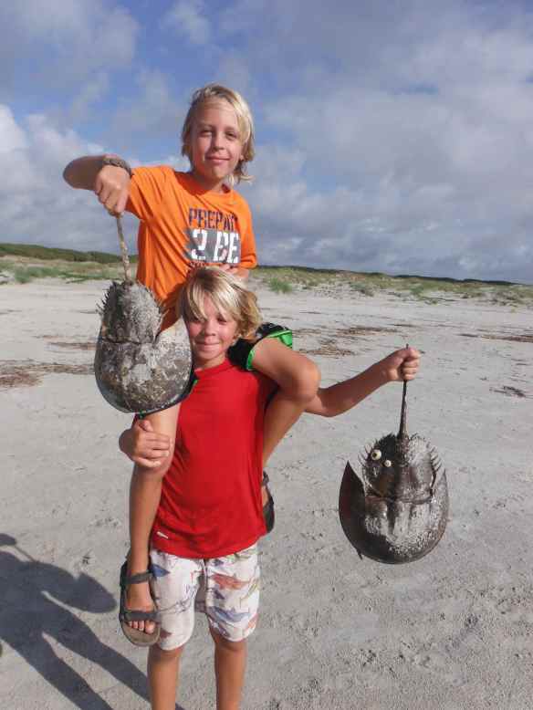 There was an abundance of horseshoe crabs here.