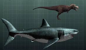 This is a megalodon compared to a T-Rex.