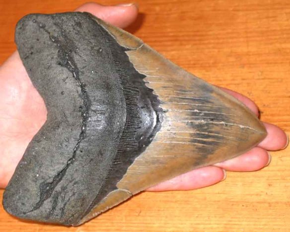 megladon tooth