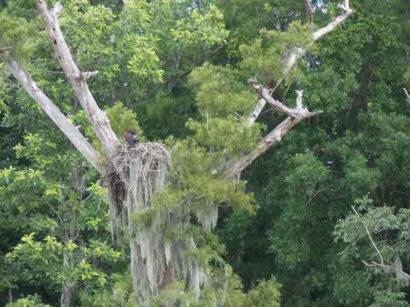Osprey nest.