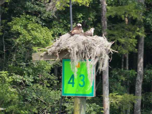 Osprey nest on one of the green ICW signs which mark the ocean side of the channel.