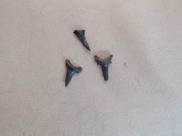 Sand tiger shark teeth.
