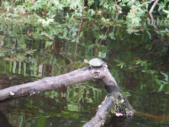 Baby painted turtle we saw while taking our dinghy up a channel.