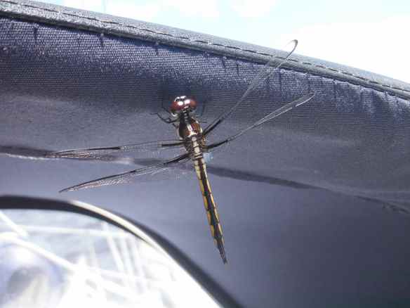Dragonfly catching a ride on Truansea.