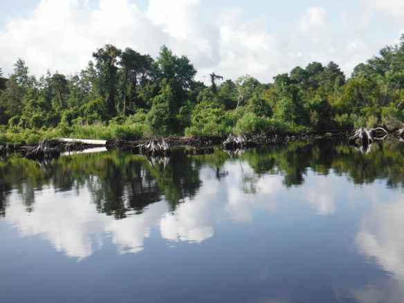 Entering 'stump land'.  Just keep your boat in the middle of the ICW through here.  It is flat calm for this part of our day.