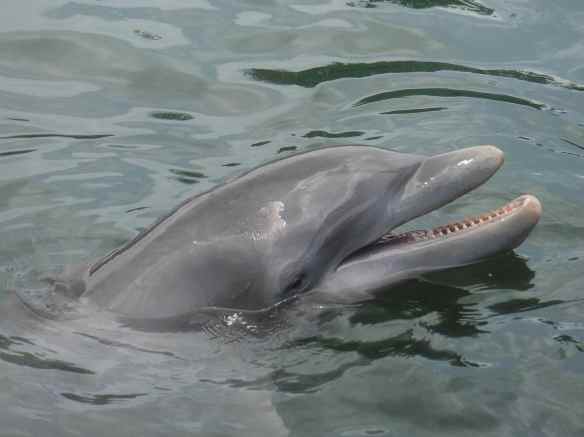 dolphin