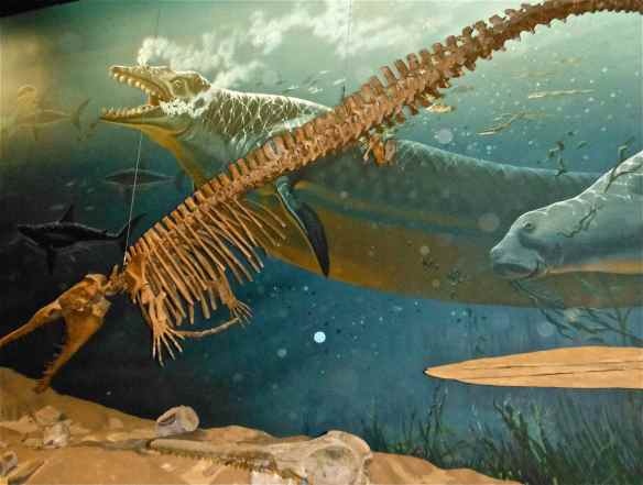 You can see the hip bone on this animal.