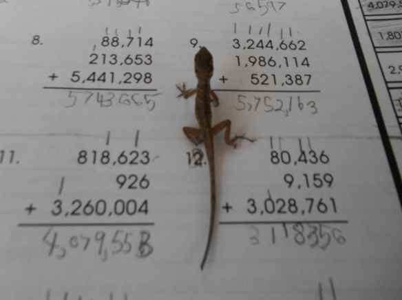 Can kids get their schoolwork done while a lizard is crawling across their paper?  Absolutely.